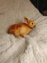 Голландско джуджета и Рекс, декоративно зайчета. , снимка 8