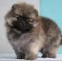 Померан мъжки и женски , снимка 2