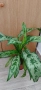 Аглаонема Амелия, снимка 1