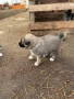 Кангал /Кангалчета, малки , снимка 17