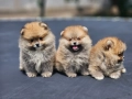 Померан мини , снимка 5