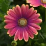 (Osteospermum ecklonis Pink Sun)-Остеоспермум слънчево розово, снимка 3