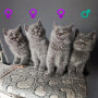 Британски късокосмести котенца, снимка 1 - Британска късокосместа - 44798222
