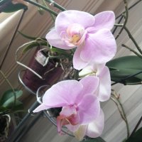 Орхидеи, снимка 4 - Стайни растения - 43893880