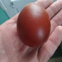 Разплодни яйца от Черен мед Маран, снимка 6 - други­ - 32314297