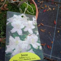 Azalea Snow (Азалия Сняг), снимка 2 - Градински цветя и растения - 43570300