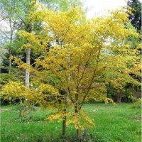 Японски клен(Катсура)\Acer palmatum Katsura, снимка 7 - Градински цветя и растения - 39938257