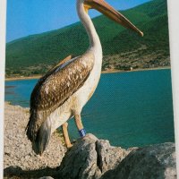 Картичка Пеликан, снимка 1 - Филателия - 32614360