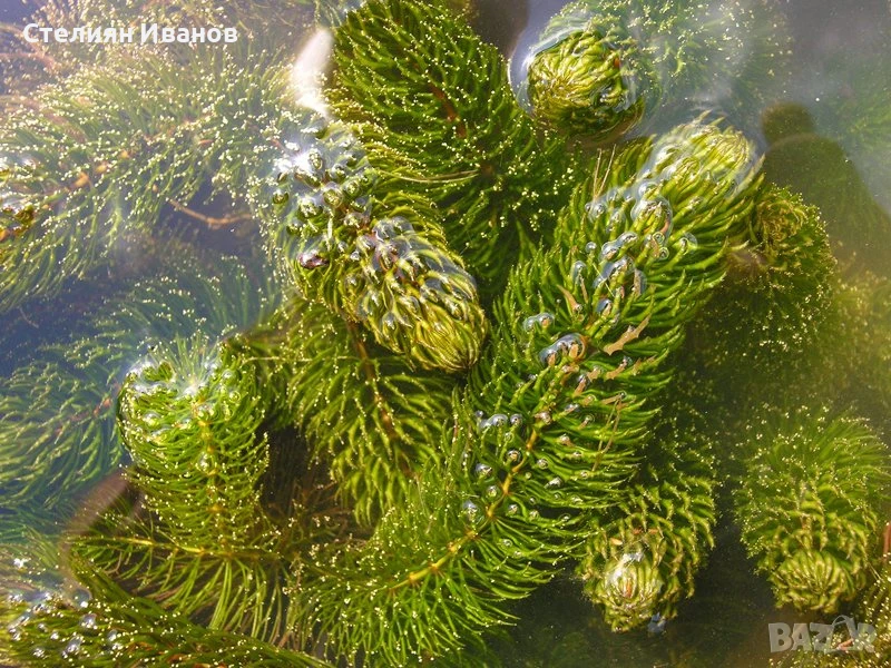 Роголистник (Ceratophyllum demersum), снимка 1