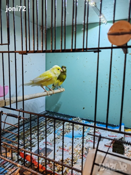 Продавам канарчета , снимка 1