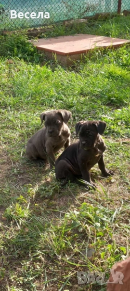 Чистокръвни Кане Корсо , снимка 1