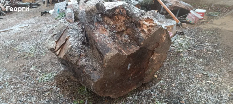 Корен на орех, снимка 1