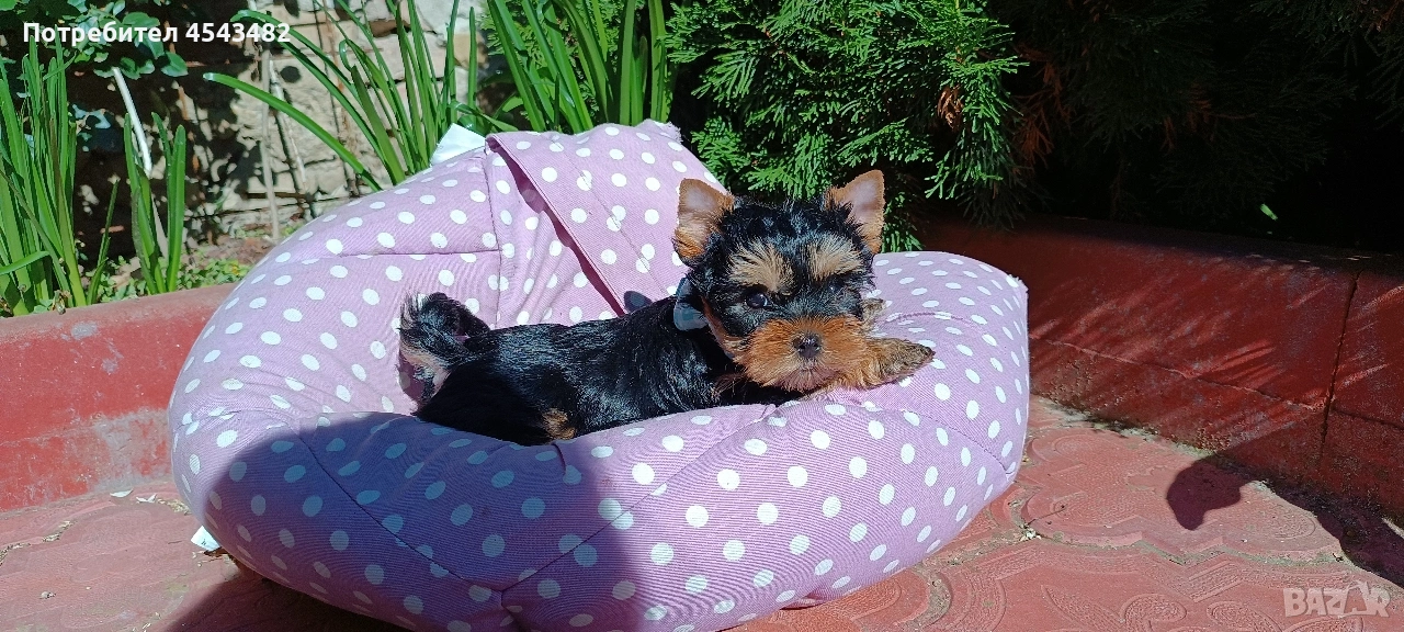 йоркширски териер , снимка 1