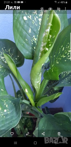 Дифенбахия, снимка 1