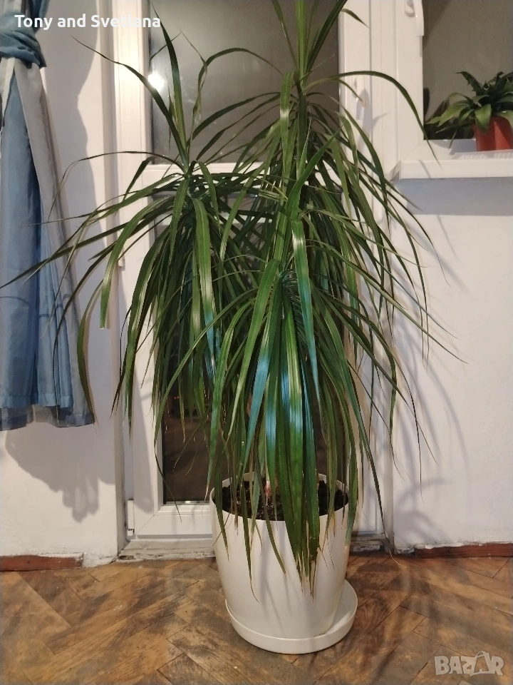 Драцена Маргината , снимка 1