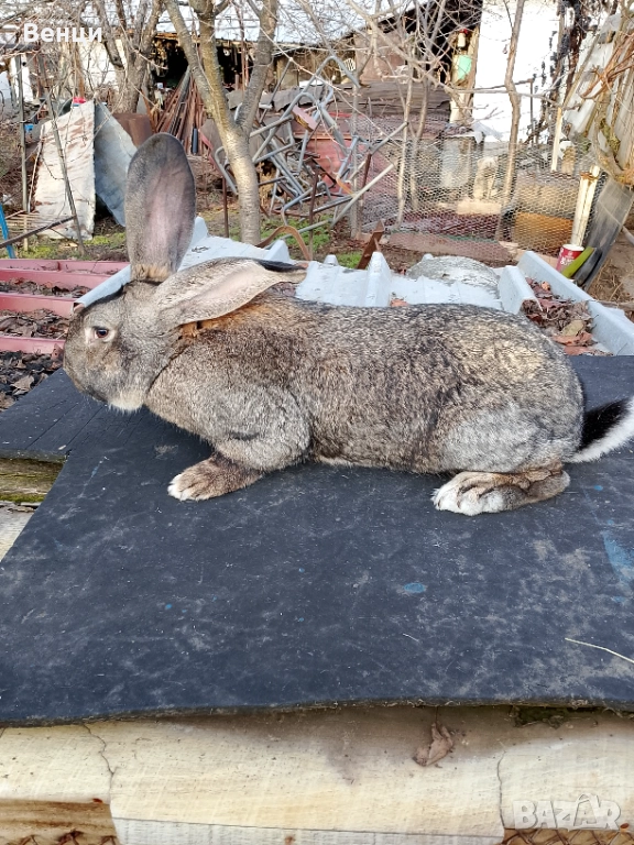 Продавам мъжки заек , снимка 1