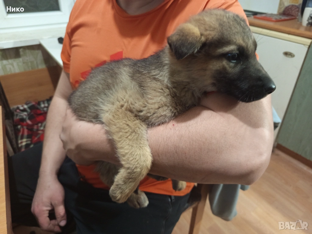 Женска немска овчарка, снимка 1