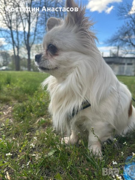 Здрав и активен чихуахуа  за разплод., снимка 1