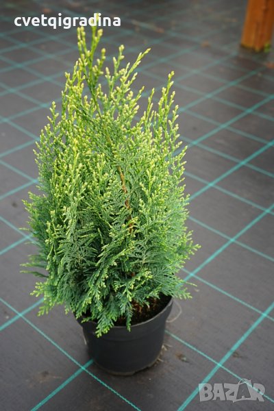 Chamaecyparis ‘White spot’, снимка 1