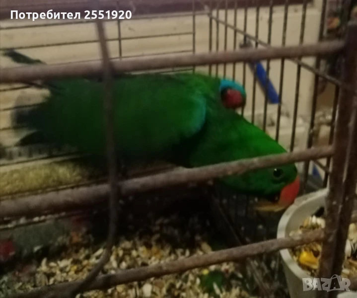 Папагал Еклектус, снимка 1