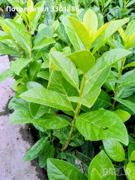 Лавровишна Novita, Caucasica, височина 25-45cm, в саксия, 0.5l- 1,20 EUR, снимка 1