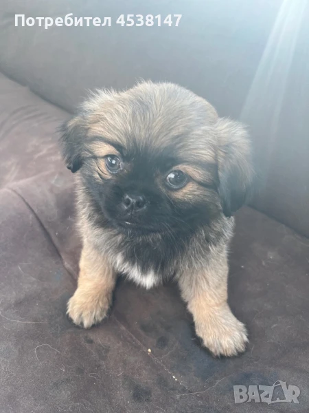 Продавам малки пекинезчета, снимка 1