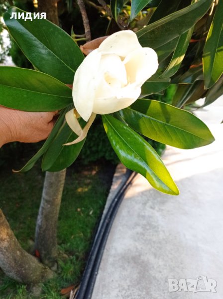 Магнолия , снимка 1