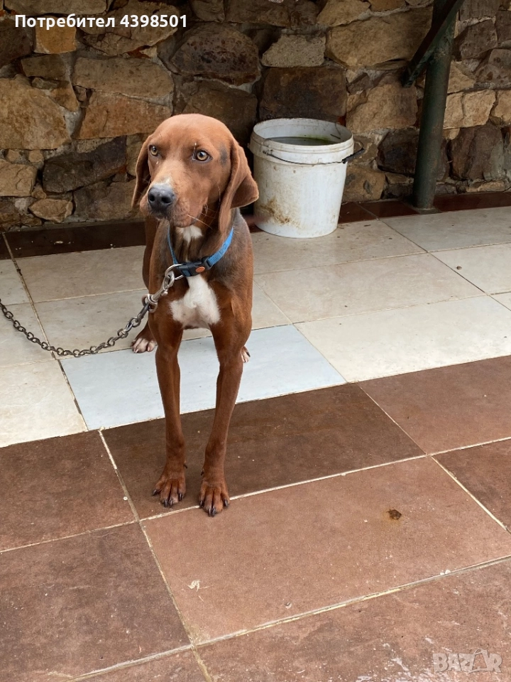 Гонче Балканско, снимка 1