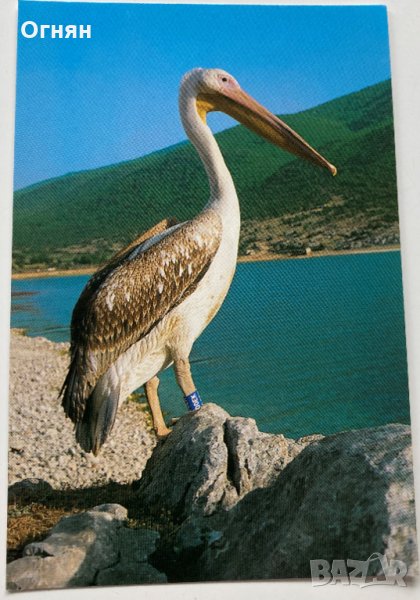 Картичка Пеликан, снимка 1