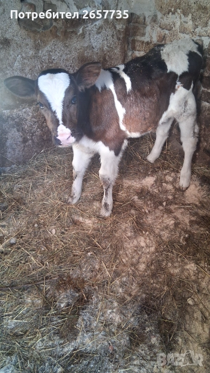 Малко теле, снимка 1