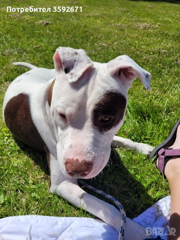 Шофьор и Работник Погребални Услуги, снимка 1