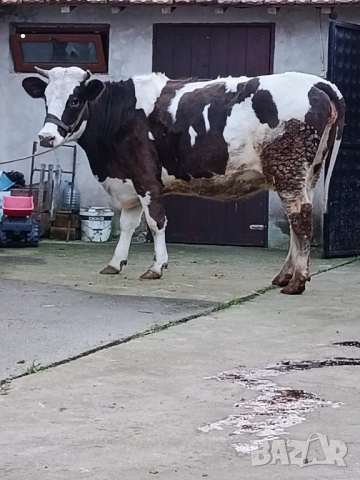 Продавам бременни юници , снимка 6 - Крави - 52893451