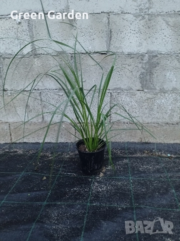 Пампаска трева , снимка 3 - Градински цветя и растения - 51097704