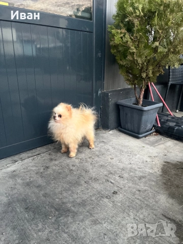 Мъжки померан, снимка 2 - Померан - 52742669