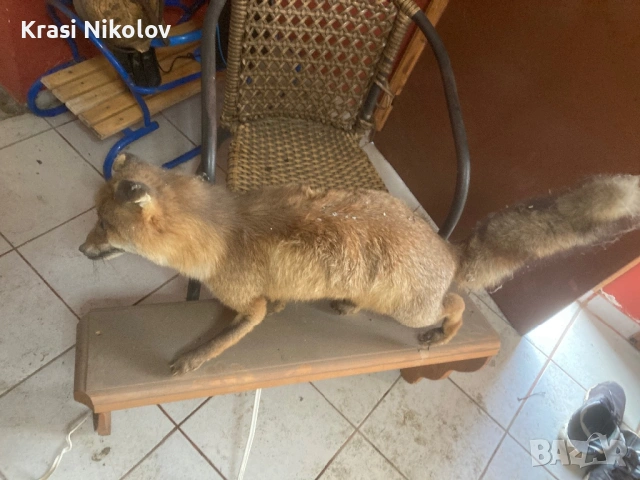 Препарирана. Лисица, снимка 6 - Други стоки за дома - 53411726