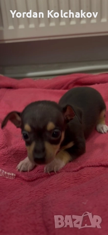 Чиху-пинчери , снимка 3 - Пинчер - 52927862