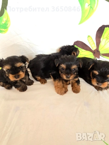 мини йоркширски териер, снимка 4 - Йоркширски териер - 53464061