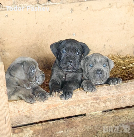 Кане корсо , снимка 11 - Кане корсо - 53057547