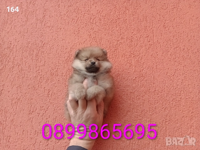 Мъжки Померани. Снимки от 18.02.26 г. 