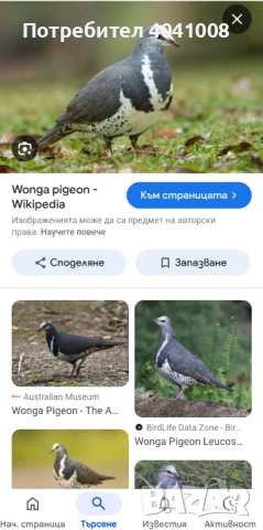 Продавам Егзотични гълъби , снимка 11 - Гълъби - 52808966