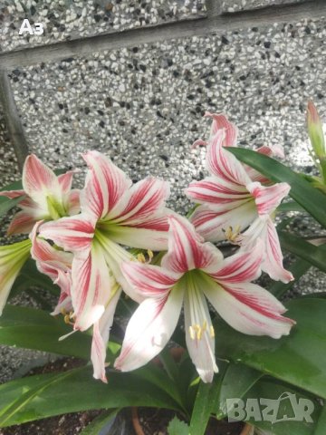 Продавам цветя Амарилис, преди цъфтеж - бели с червени ивици, снимка 8 - Стайни растения - 43359621