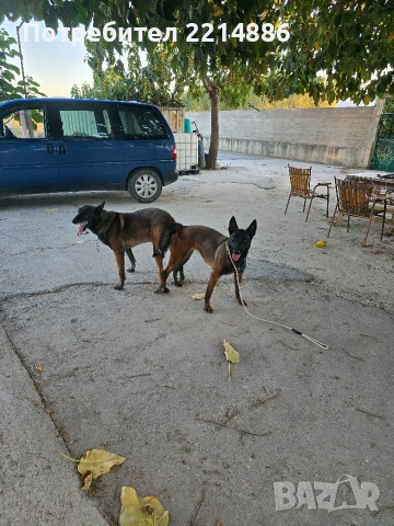 Белгийски овчарки-Малиноа , снимка 2 - Белгийска овчарка - 52960410