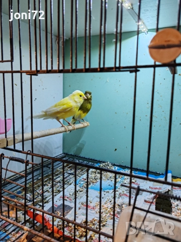 Продавам канарчета 