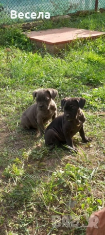 Чистокръвни Кане Корсо , снимка 1