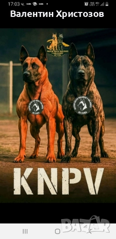 белгийска овчарка малиноа , снимка 10 - Белгийска овчарка - 52530169