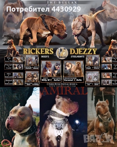 American Bully XL, снимка 17 - Други - 52497819