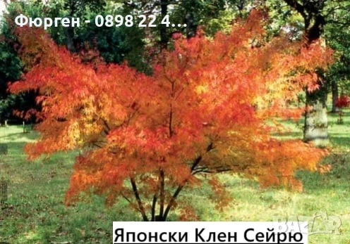 Японски клен - Ацер - Acer palmatum 'Seiryu'