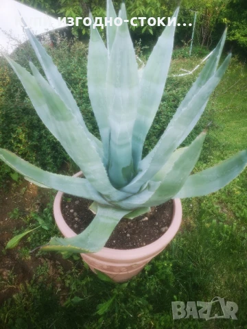 Столетници 2бр 20 годишни, снимка 4 - Градински цветя и растения - 50507444