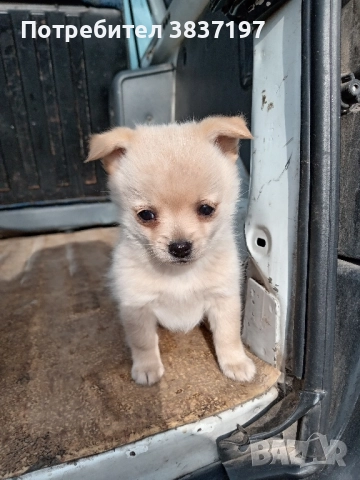 мъжки и женски кучета , снимка 3 - Пинчер - 52864232