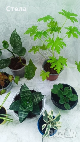 комплект цветя 10 евро , снимка 6 - Стайни растения - 53144264